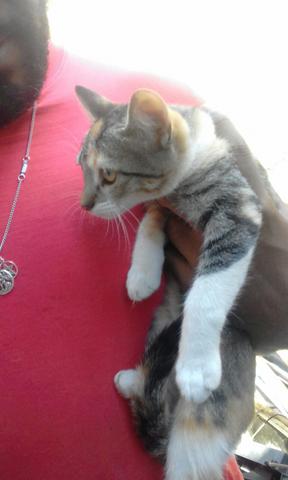 Doa se uma gatinha fêmea rajada.