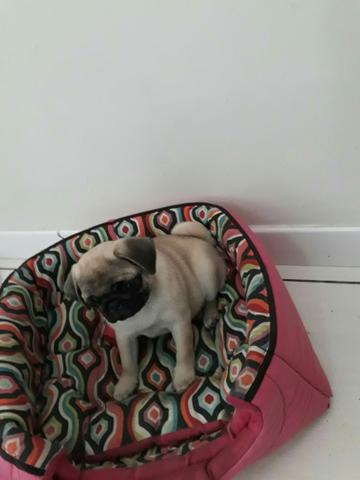 Femea de pug com pedigree em ate 12x sem juros