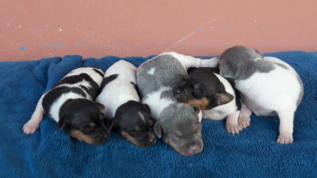 Fox Paulistinha - Terrier Brasileiro