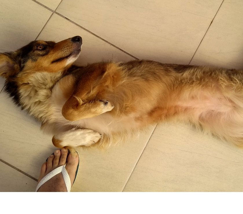 Lilica busca Novo Lar