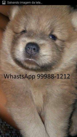 Machos chow-chows disponíveis sobre encomendas