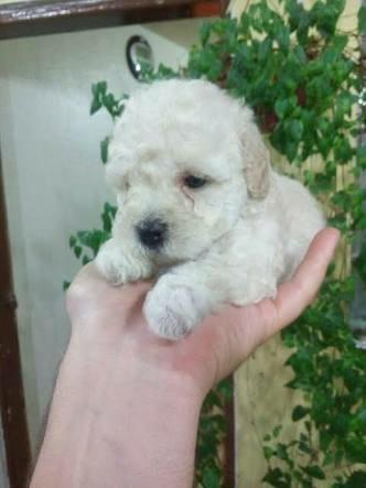 Poodle mini toy machos (12x no cartão de crédito)