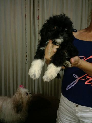 Shi Tzu 400 reais lindo.