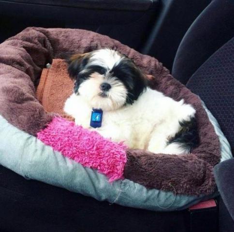 Shih Tzu