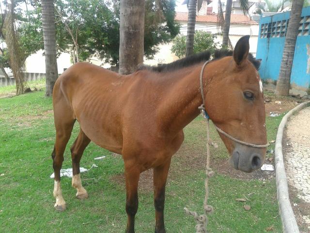 Troco cavalo em animal de carroça