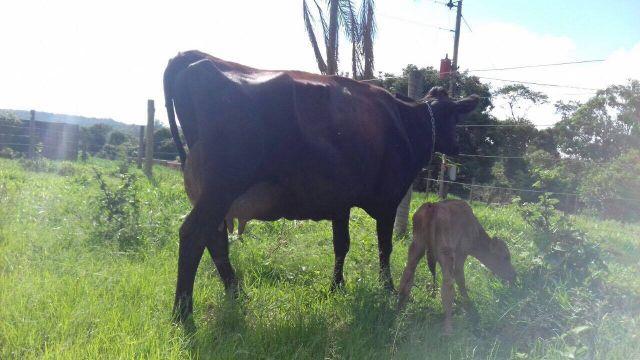 Vacas Girolanda