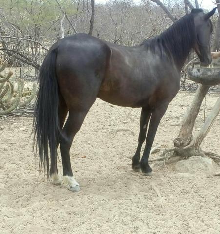 Égua Mestiça de Inglês com Pé Duro