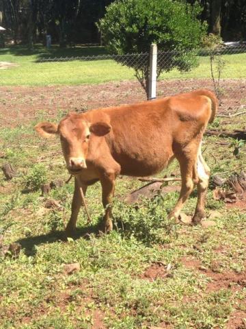 Barbada terneira Jersey x Angus 6 meses - novilha vaca