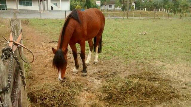 Cavalo crioulo de laço