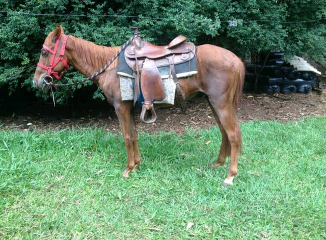 Cavalo quarto de milha