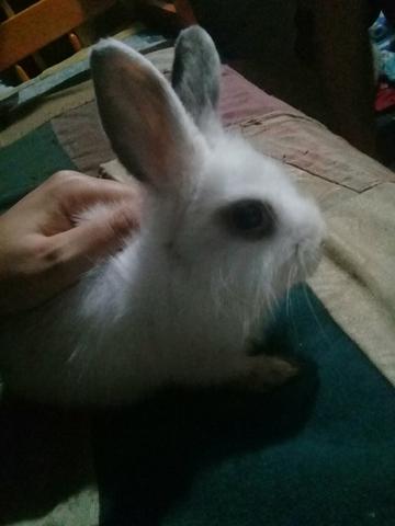 Mini Coelho Teddy Fêmea