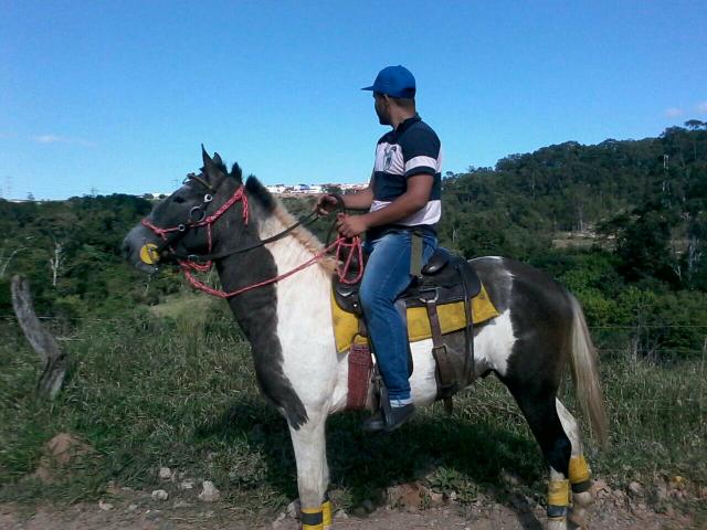 Potro pampa manga larga mineiro
