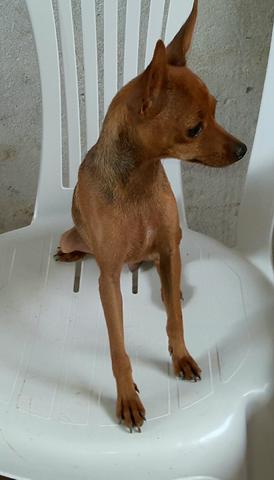 Vendo uma femea de pinscher numero 1