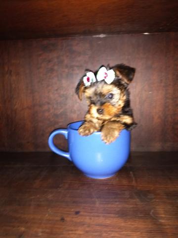 Yorkshire terrier fêmea e macho (12x No cartão de crédito)