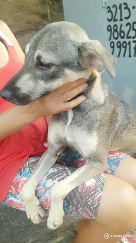 Cachorrinhos de 7 meses castrados