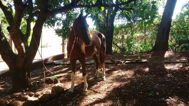Cavalo mangalarga paulista