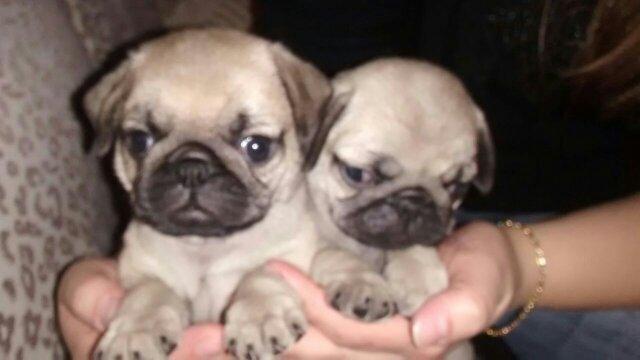 Fêmeas de pug miniatura