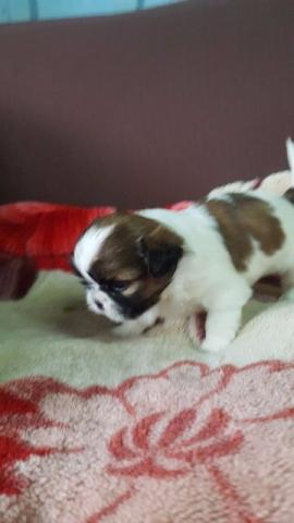 Shih Tzu linda femea porte pequeno