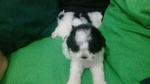 Shih Tzu mini lindas femeas 500 reais