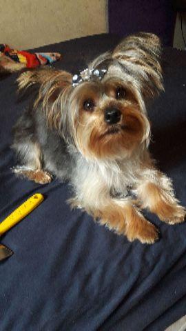 Yorkshire Terrier linda