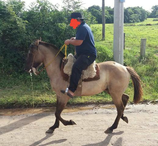 Cavalo Lubuno