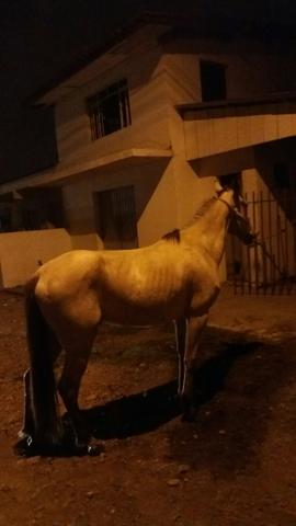 Cavalo mestiço crioulo 900 r$ 900 vai embora torrando