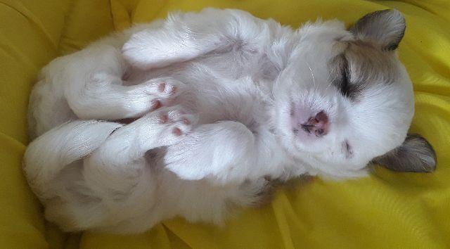 Chihuahua macho pêlo longo