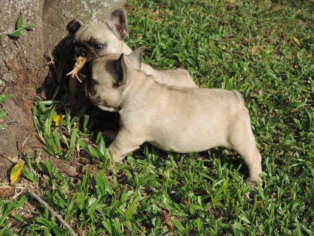 Femea se buldogue francês