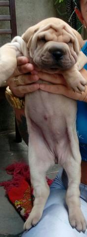 Linda fêmea de sharpei