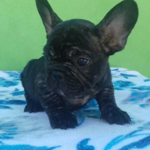 Bulldog Francês - Macho - Com Pedigree
