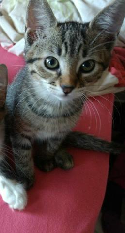 Doação de gatinha c/ castração inclusa