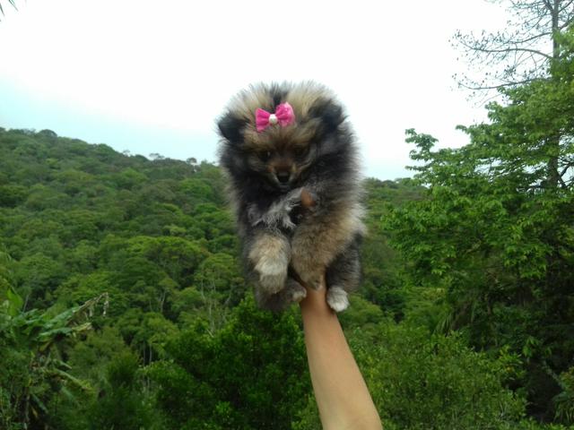 Femea de lulu da pomerania ana