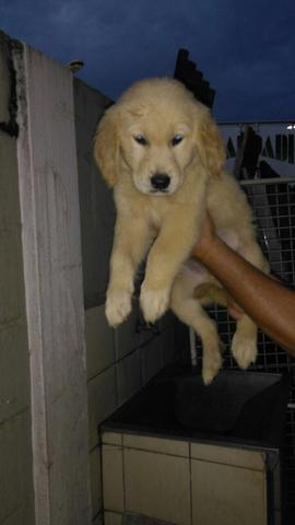 Golden retriever fêmea