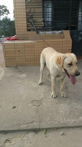 Labrador muito dócil 7 mes