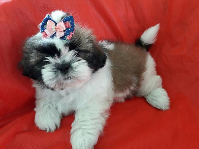Linda Fêmea de Shih Tzu