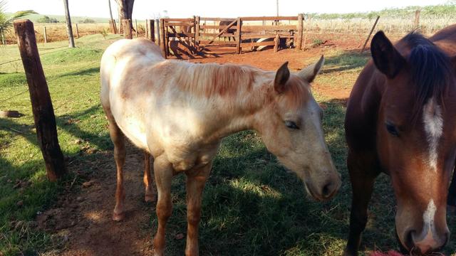 Potro Quarto de Milha