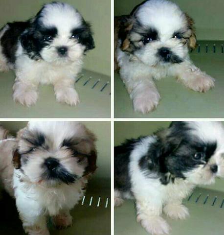Shihtzu