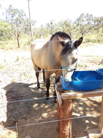 Vendo cavalo meio sangue crioulo