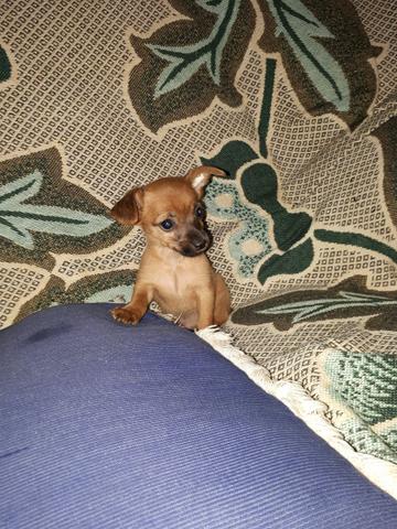 Vendo pinscher macho