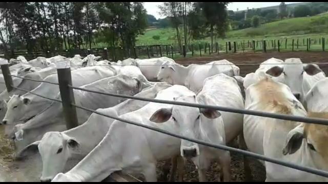 A Venda 46 Bezerras Nelore