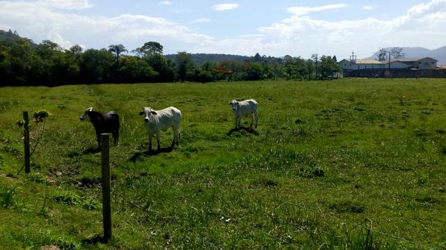 Casal de Nelore / Troco p ovelha
