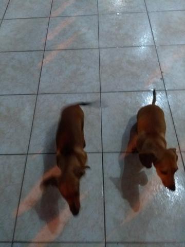 Casal de basset