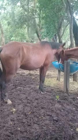 Cavalo troco por charrete