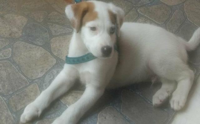 Doa -se esse lindo cachorrinho