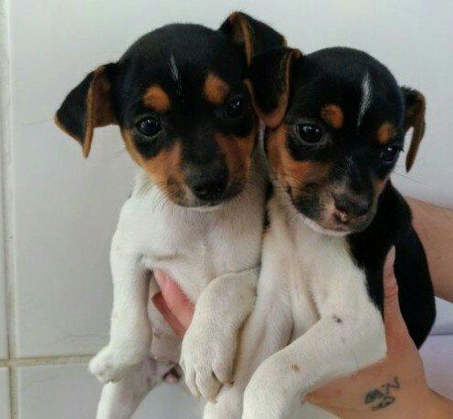 Fox(R$ Fêmeas Lindas Pronta entrega 12x.