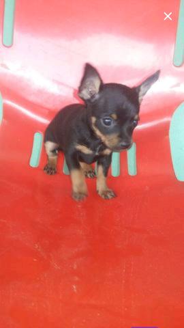 Pinscher fêmea e macho Mini (12x no cartão de crédito)