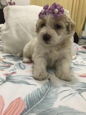 Poodles Toys fêmea e macho