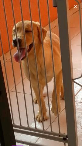 Vendo labrador