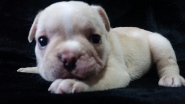 Bulldog Francês