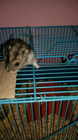 Casal de hamster anão russo + gaiola